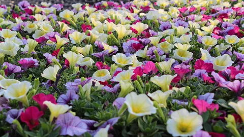 จับ “พิทูเนีย” อาบแดด เพิ่มสีสันไม้ดอกฤดูร้อน