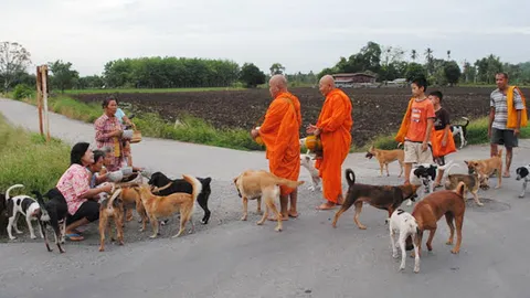 ฮือฮา! ฝูงสุนัขกว่า30ตัว ออกช่วยพระ อ.เสาไห้ บิณฑบาตทุกเช้า