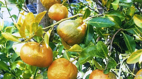 "ส้มแป้น" เนื้ออร่อยใบกินได้