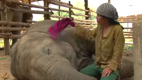 สื่อมะกันโชว์คลิป ‘หญิงไทยร้องเพลงกล่อมช้าง’ นอนหลับปุ๋ย!!