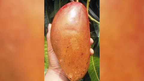 "มะม่วงสาวงามไซซี" อร่อยดกทั้งปี