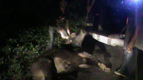 ปิกอัพชนวัวตายคาถนน เจ้าของไม่โผล่-ชาวบ้านชำแหละ