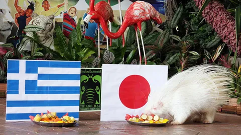 บอลโลกฟีเวอร์! 2 สวนสัตว์ดังเชียงใหม่ นำฉลาม-เม่นเผือกทายผล