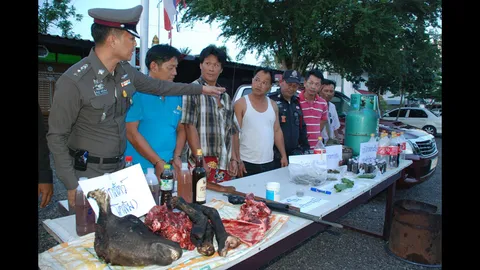 ตะลึง! จับยาสี่คูณร้อย เจอซาก "เลียงผา" ใช้ทำน้ำมันแก้เมื่อย  