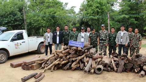 ตรวจยึดไม้ชิงชัน-พะยูงริมป่าที่มุกดาหาร ผู้ต้องหาหลบขึ้นเขาหนีรอด