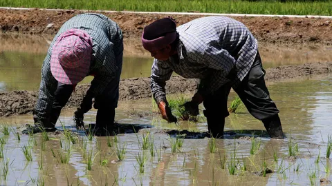 เสนอจ้างชาวนาเลิกปลูกข้าว