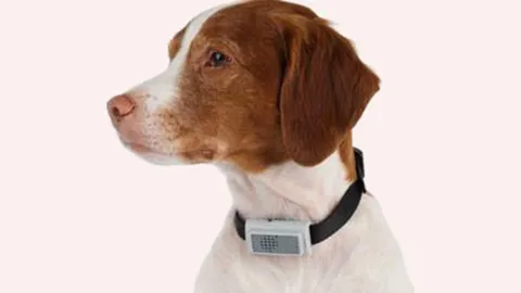 เครื่องมือสยบหมาเห่า