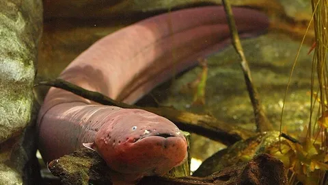 เผยความลับใต้น้ำ ของปลาไหลไฟฟ้า