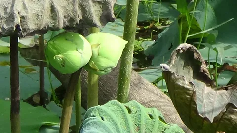 ฮือฮา!ดอกบัวแฝดให้โชค เจ้าของถูกลอตเตอรี่ 3 งวดติด