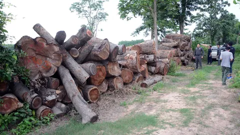 เจออีก!ไม้ซุง-แปรรูป ซุกไร่มันสำปะหลังอุดรฯ