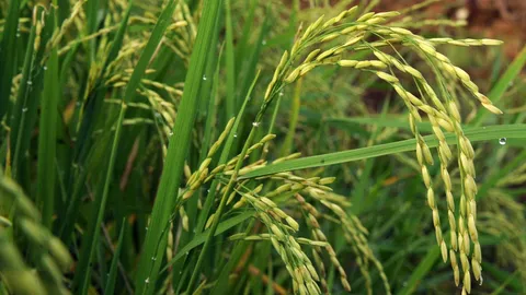 ดันเลิกมาตรฐานหอมมะลิ