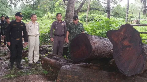 จับโค่นต้นประดู่ร้อยปี-อีกรายตระเวนรับซื้อไม้พะยูง 