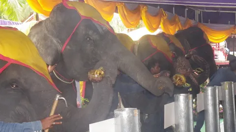 'สวนนงนุช' นำช้างแสนรู้ 9 เชือก ร่วมหล่อเทียนพรรษา 