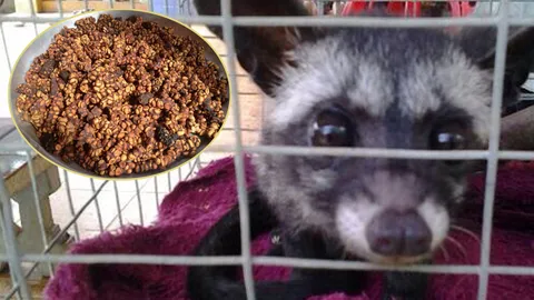 ชาวสวนกระบี่ชวนผลิต 'กาแฟขี้ชะมด' ราคากระฉูด