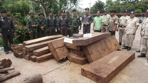 ยึดไม้หวงห้ามค่านับล้าน ซุกป่ามุกดาหาร คาดเตรียมส่งนายทุน