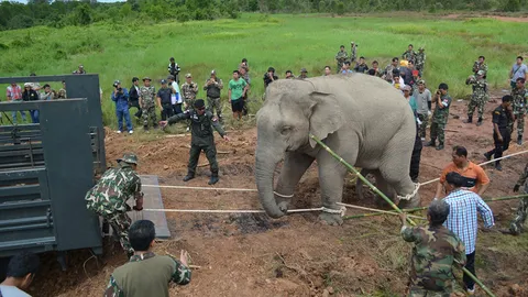 ยิงยาซึม คล้อง 'พลายสีดอแก้ว' กลับอ่างฤาไน