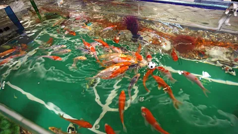 วันประมงน้อมเกล้าฯ อิงกระแสบอลโลก!