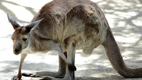 จิงโจ้ใช้ขาข้างที่ 5