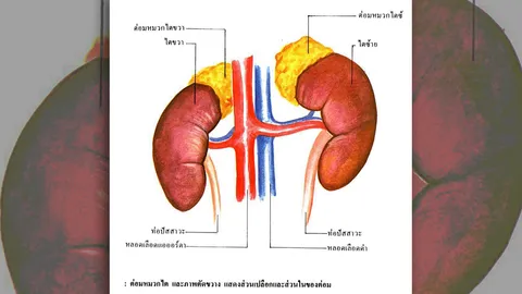 ชี้ปลูกถ่าย 'ไต' ต้องได้มาตรฐานจรรยาบรรณแพทย์