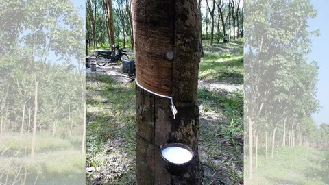 บุกป่าสงวนตัดไม้ใหญ่อายุกว่าร้อยปี หวังปลูกยางพารา