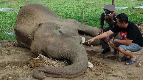 สลด! คนร้ายวางยาช้างพลาย-ตัดงาขาย