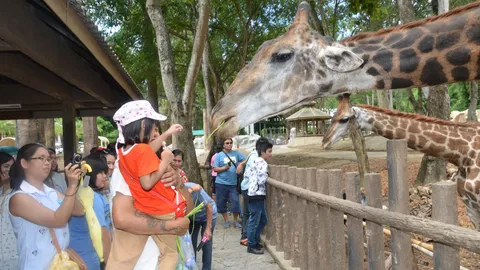 'คืนความสุข' เปิดสวนสัตว์เชียงใหม่-โคราชให้เข้าชม-กินฟรี
