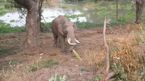 ล่าอดีต2ควาญ สงสัยวางยาฆ่าตัดงา"พลายคล้าว"