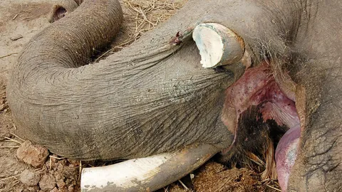 เร่งเช็กวงจรปิด ล่าโจรวางยาฆ่า-ตัดงา'พลายคล้าว'