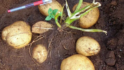 สศก.ชูปลูกมันฝรั่ง ผลผลิตมีไม่พอกิน