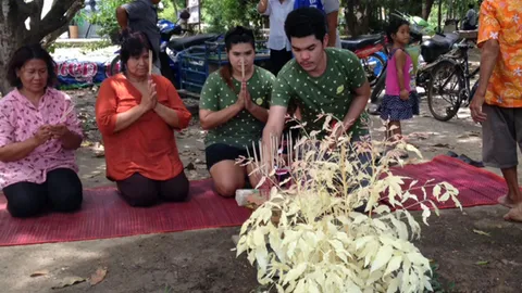 แห่ไหว้‘สะเดาเผือก’กลางลานวัด เชื่อเป็นเจ้าที่มาเกิด (ชมคลิป)