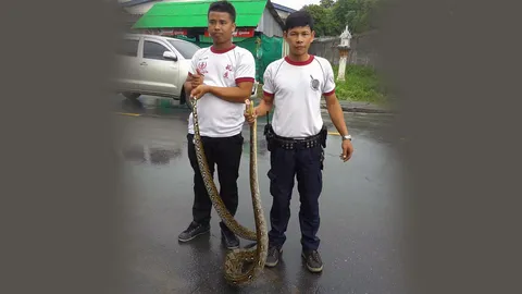 จับ 'งูเหลือม' หลงป่า บุกบ้านคนภูเก็ตกิน 'ไก่' 