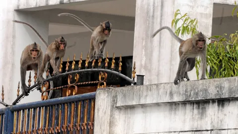 ก่อกวนคน