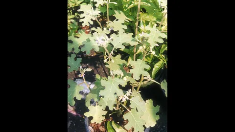 “มะแว้งต้น-มะแว้งเครือ” กับสรรพคุณยา