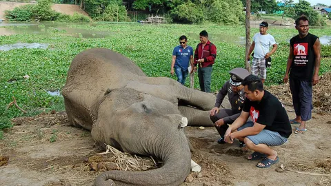 รวบแล้ว! 2 มือทมิฬ วางยา-ฆ่าตัดงา ช้างอยุธยา