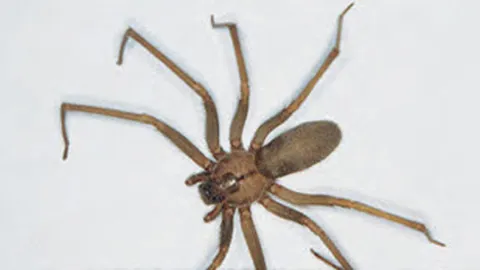 เรียนรู้ 'แมงมุงแม่ม่ายดำ-สันโดษสีน้ำตาล' แพทย์ชี้ยังไม่มียารักษา