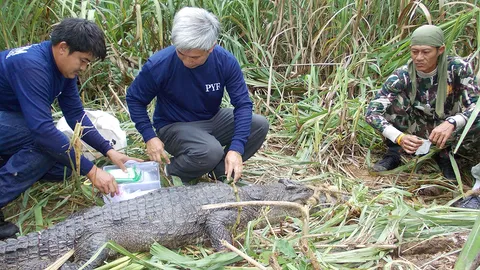 ฮือฮา! จับจระเข้น้ำจืดสายพันธุ์ไทยแท้ กลางป่าแก่งกระจาน (ชมคลิป)