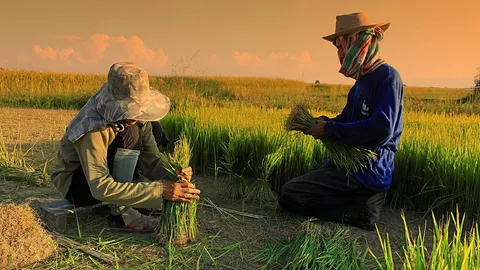 ส.ชาวนาโอด ข้าวถูก ชงรัฐตั้งราคากลางรับซื้อตันละ 1-1.2 หมื่น บ.