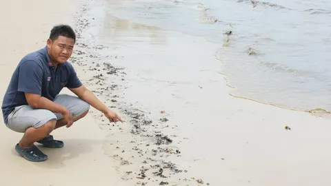 พบคราบน้ำมัน เกยหาดศูนย์อนุรักษ์เต่า 