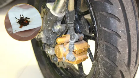 ตะลึง!! ’แมงมุมแม่ม่าย’โผล่สระแก้ว ทำรังที่ล้อรถ 