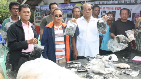 ประมงระยอง จ่อฟ้อศาล คราบน้ำมันเกยหาดเสม็ด