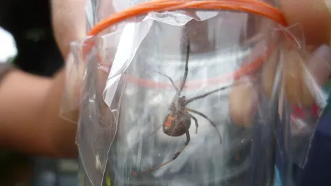 ผวา! แมงมุมคล้าย 'แม่ม่ายสีน้ำตาล' โผล่ที่แม่สอด