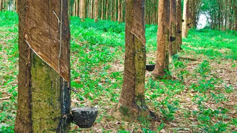สถาบันวิจัยยาง คาดราคายางมีแนวโน้มทรงตัว-ปรับลงเล็กน้อย