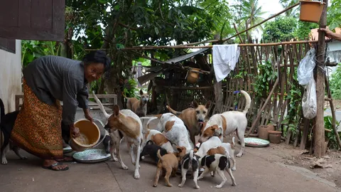 สาวใหญ่ยากจน ทำงานเลี้ยงสุนัขกว่า30ตัว วอนผู้ใจบุญช่วยเหลือ