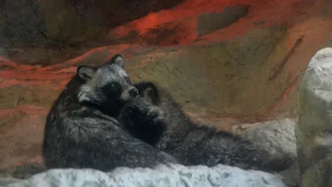 ที่แรกในไทย! เปิดตัว 'ทานุกิ สุนัขปิศาจ' 