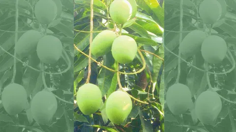 “มะม่วงการะเกด” ดิบสุกอร่อยดกทั้งปี