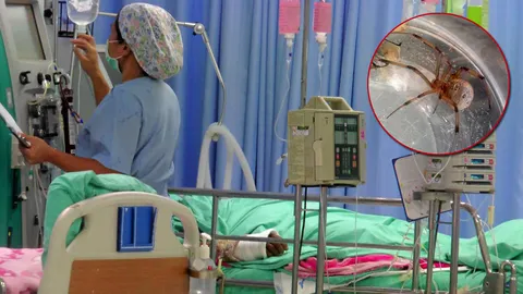 สุดยื้อ! หนุ่มแพร่โดนแมงมุมกัด สิ้นใจแล้ว