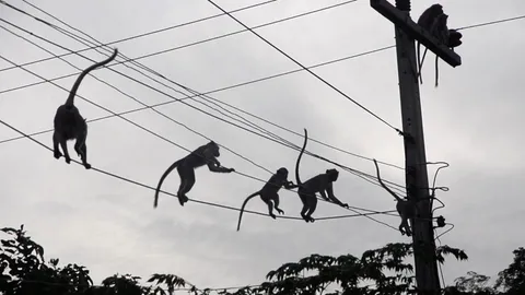 'นายกเล็กลพบุรี' ฟ้องดะสัตวแพทย์-สื่อฯ ปูดข่าวลิงหาย