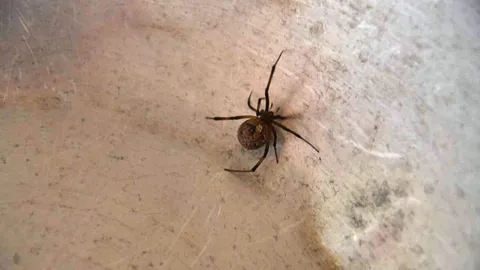 เตือนอย่าตระหนก แมงมุมแม่ม่ายสีน้ำตาล ไม่อันตรายถึงชีวิต