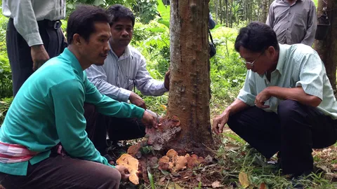 โรครากขาวระบาดสวนยางพารา ยอดสูญเสียกว่า 100 ล. 