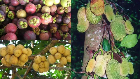 ชาวสวนผลไม้ จ.สตูลโอด ราคาตกต่ำ ไม่มีพ่อค้าคนกลางรับซื้อ